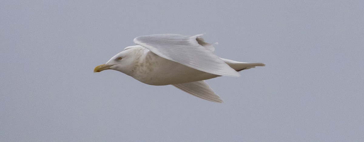 Glaucous Gull - Caleb Putnam