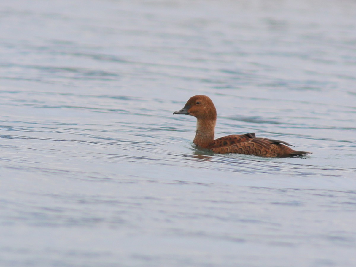 King Eider - ML394208531