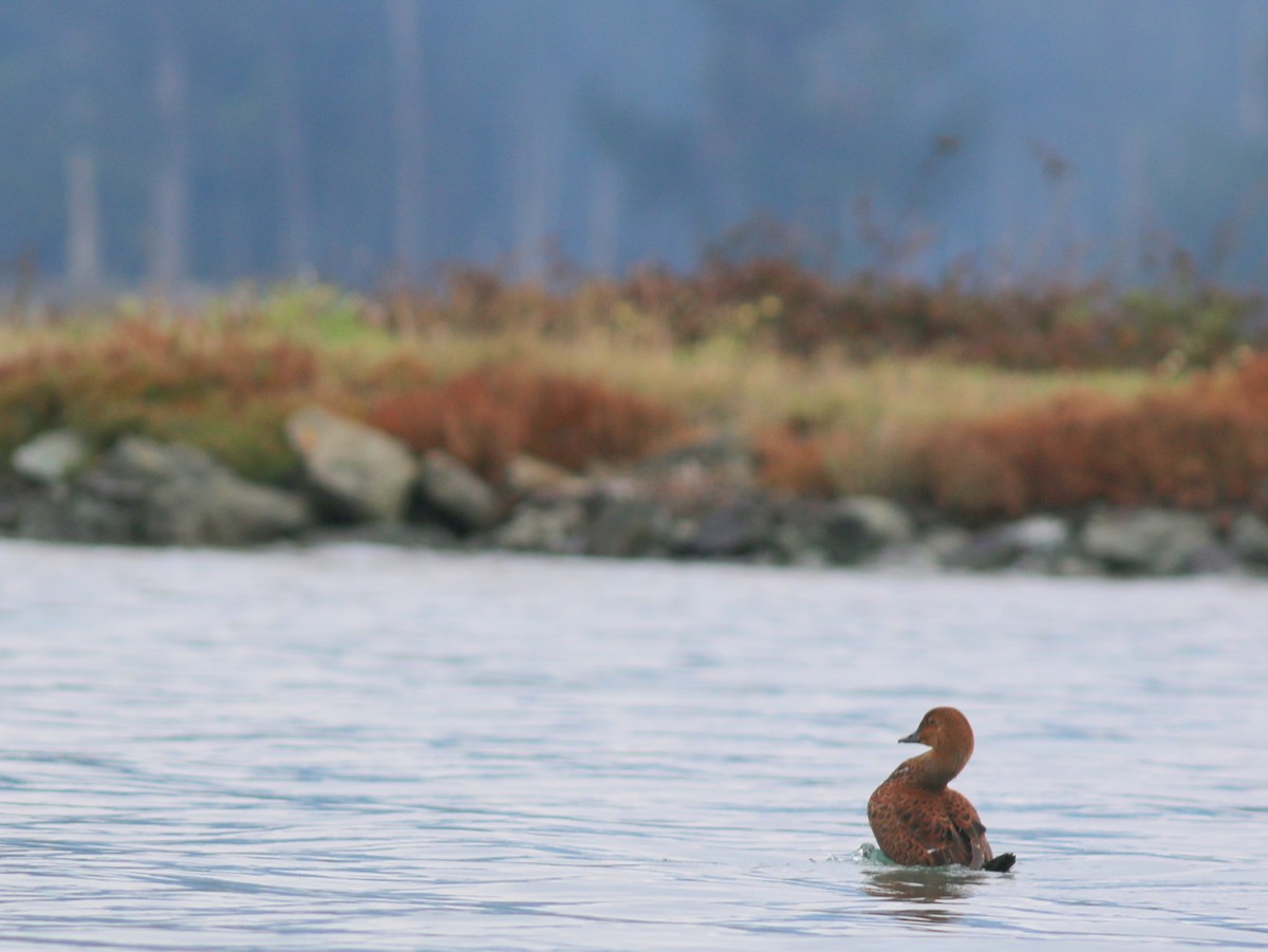 King Eider - ML394208591