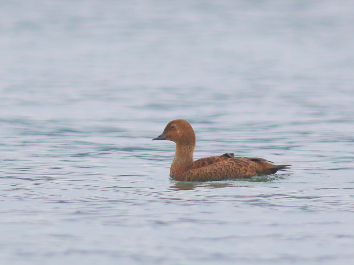 King Eider - ML394208601