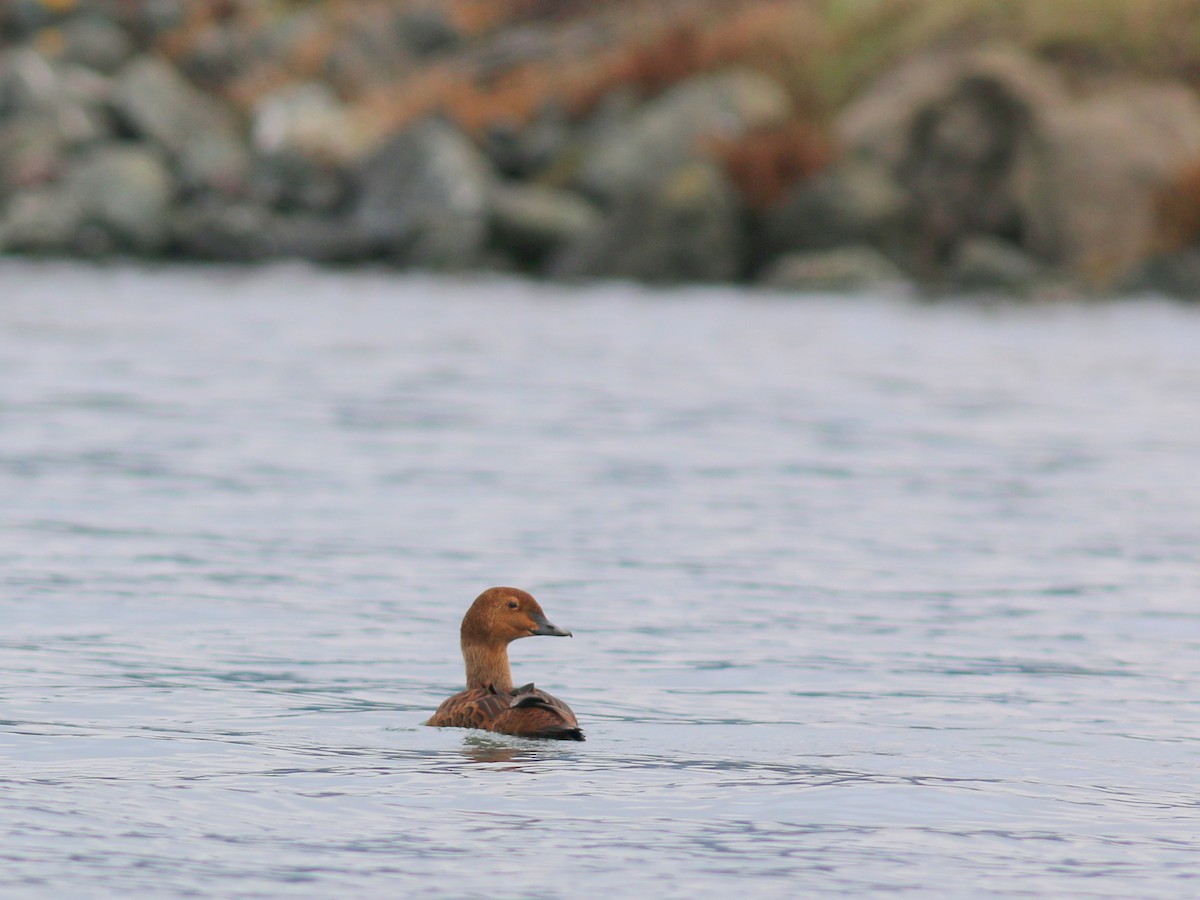 King Eider - ML394208611