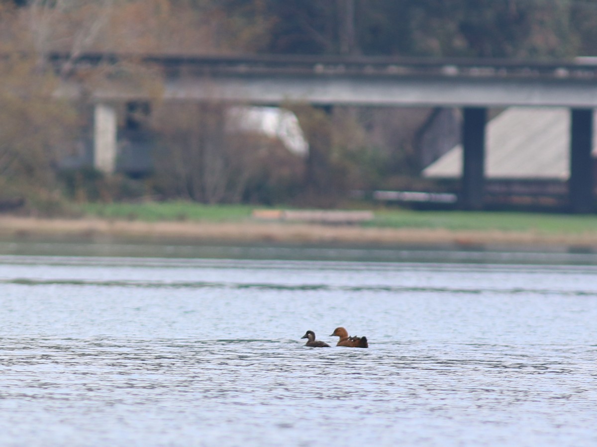 King Eider - ML394208621