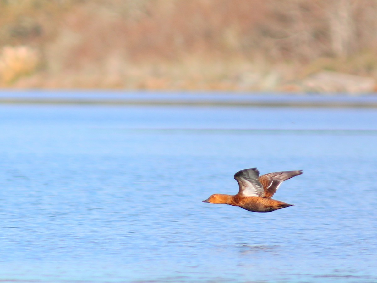 King Eider - ML394208631