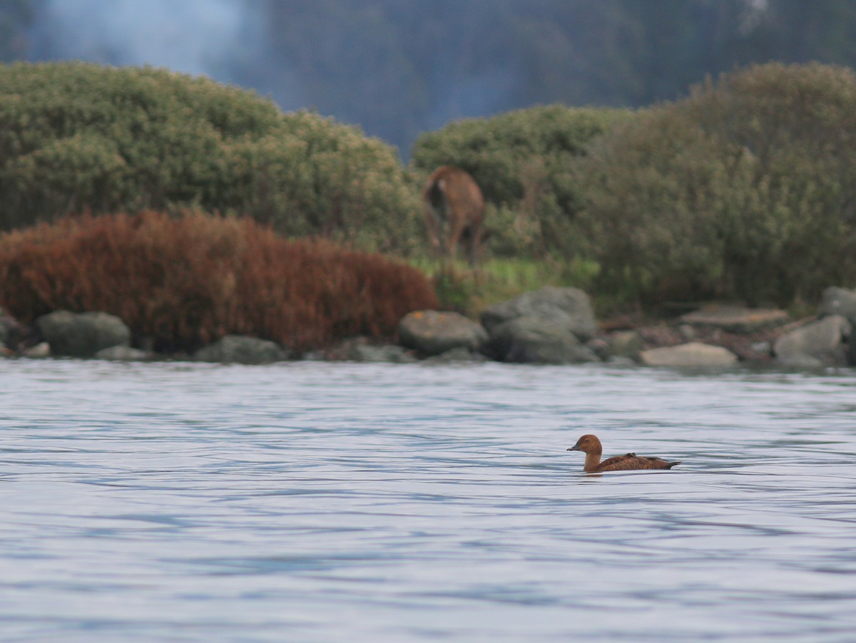 King Eider - ML394208641