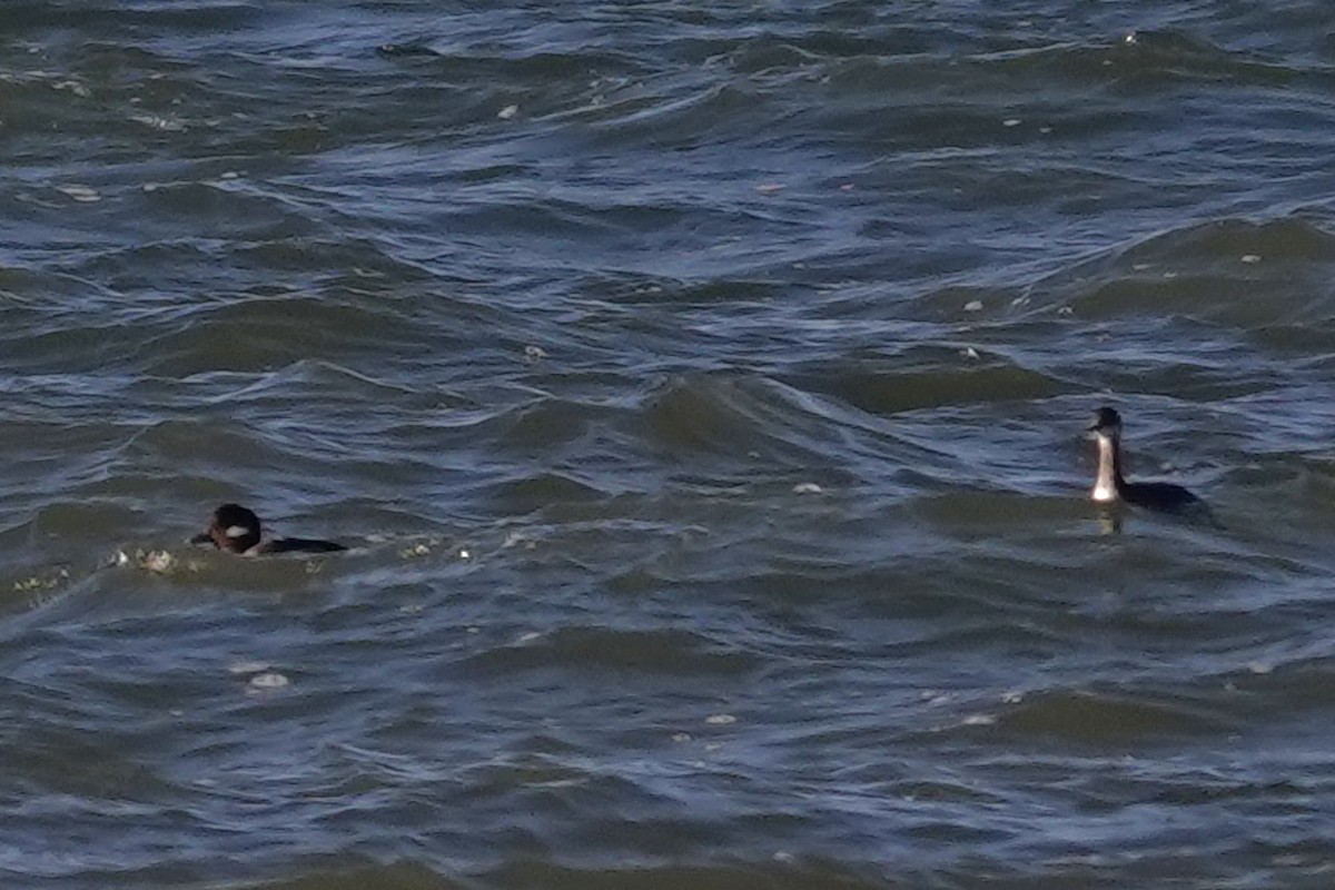 Eared Grebe - ML394209121