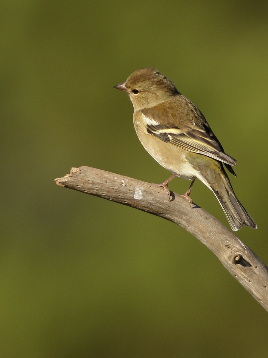 Common Chaffinch - ML394210041