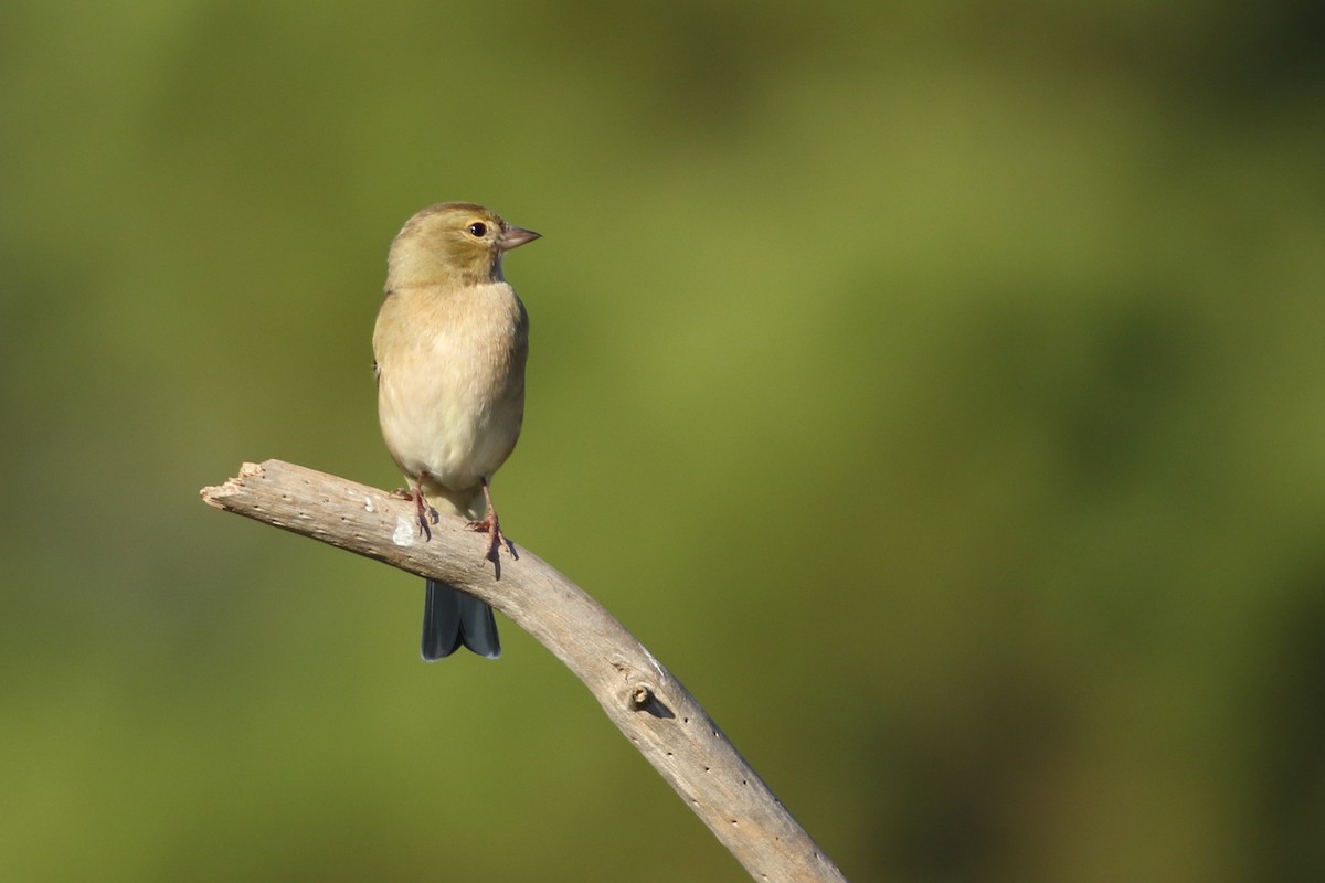 Common Chaffinch - ML394210051