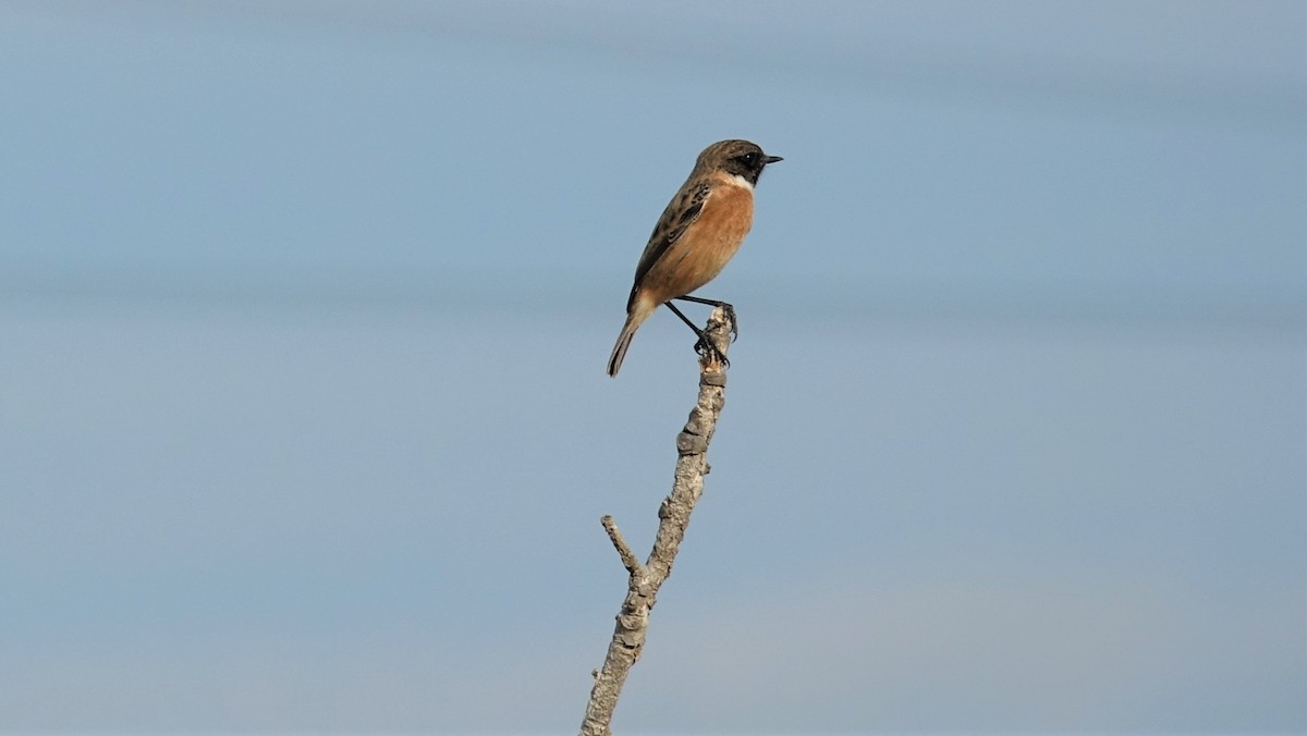 Whinchat - ML394210061