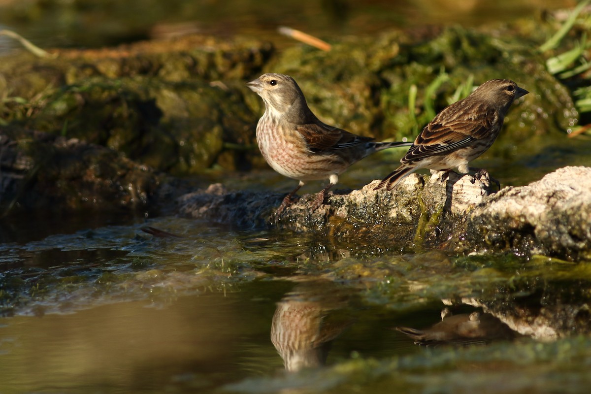 Eurasian Linnet - ML394210351