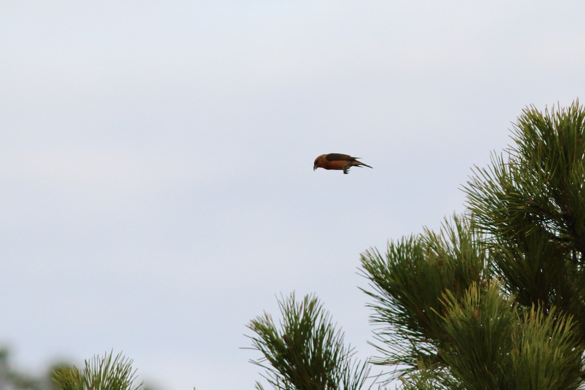 Red Crossbill - Sérgio Correia