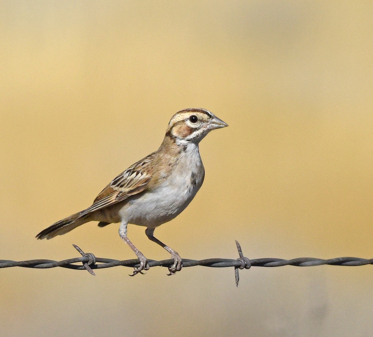 Lark Sparrow - ML394210891