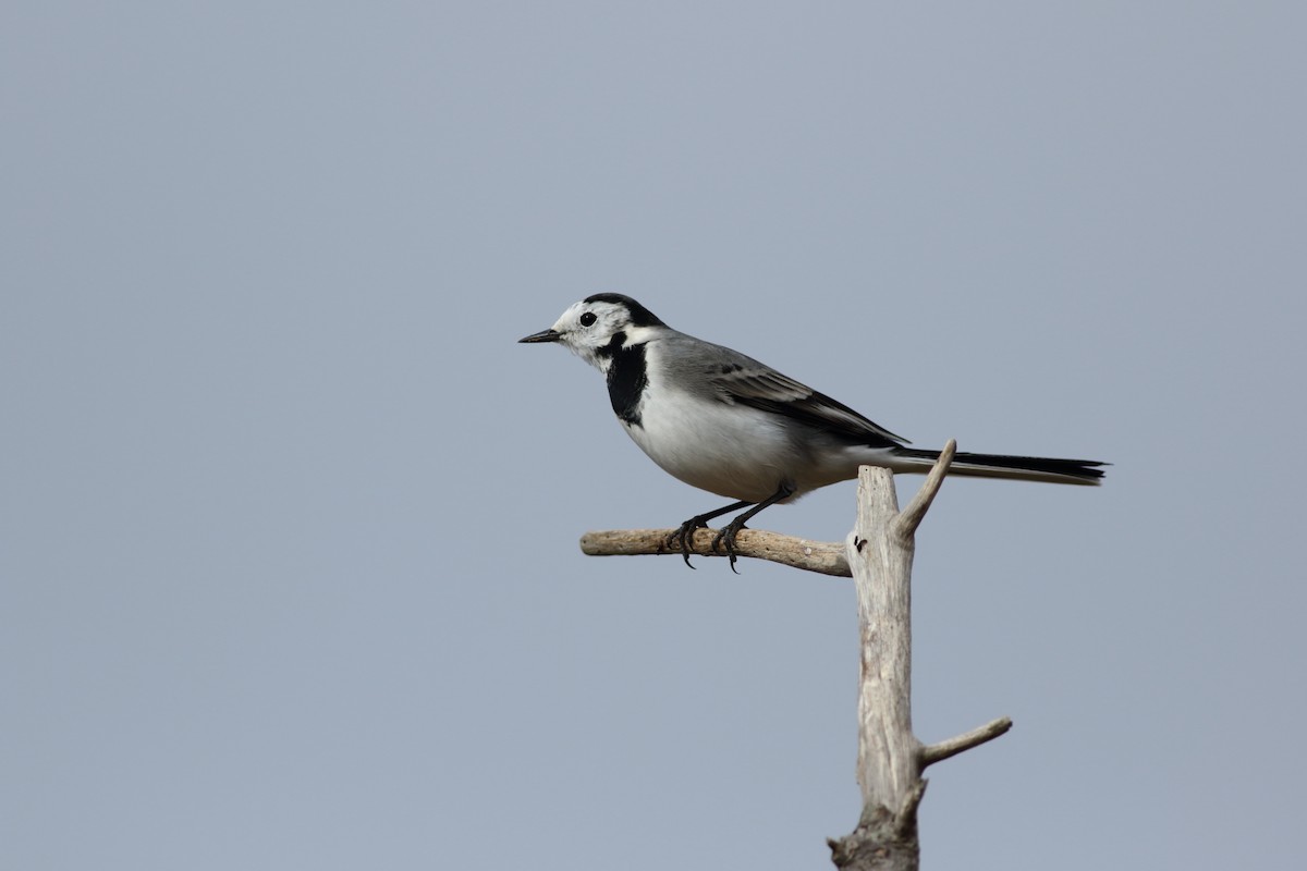 White Wagtail - Sérgio Correia