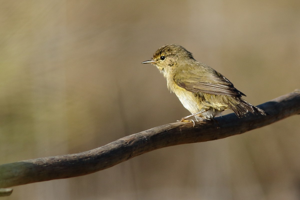 Common Chiffchaff - Sérgio Correia