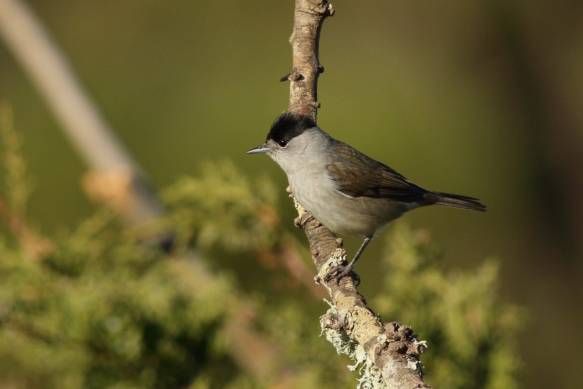Eurasian Blackcap - Sérgio Correia
