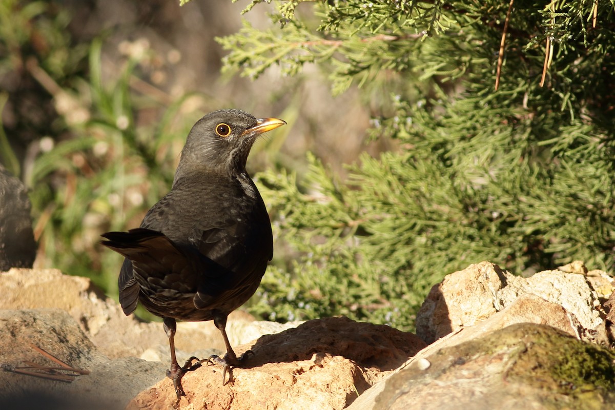 Eurasian Blackbird - ML394211691