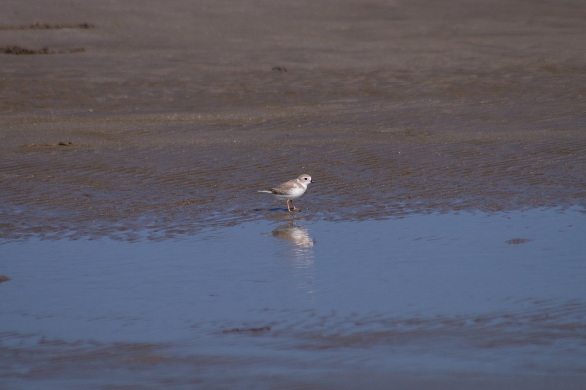 Piping Plover - Jordi Cobix