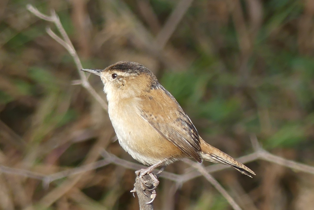 Zingira-txepetxa - ML394215781