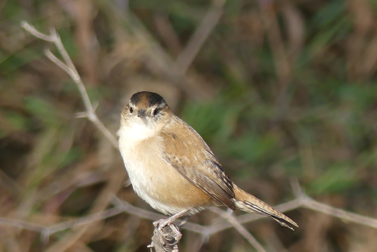 Zingira-txepetxa - ML394215881