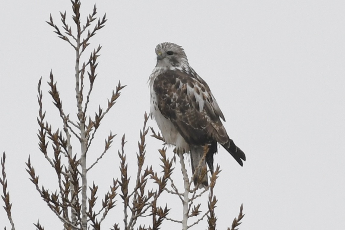 Red-tailed Hawk (Harlan's) - ML394216251