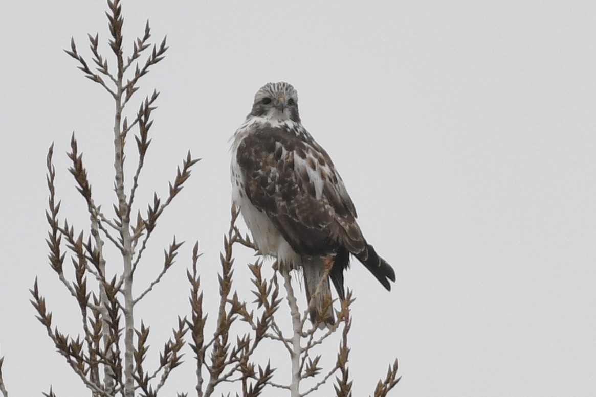 Red-tailed Hawk (Harlan's) - ML394216261