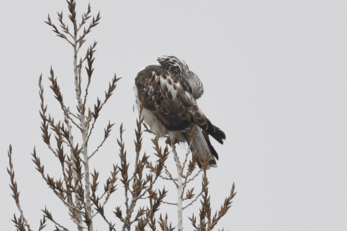 Red-tailed Hawk (Harlan's) - ML394216271