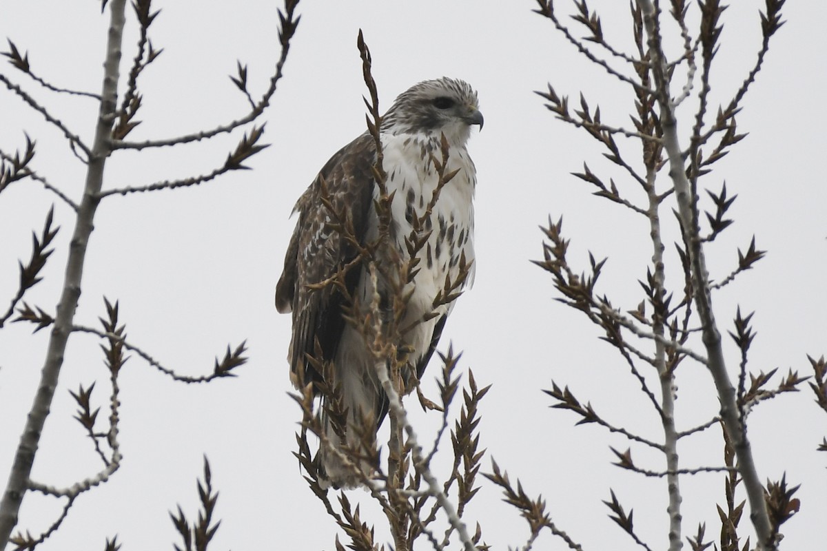 Red-tailed Hawk (Harlan's) - ML394216281