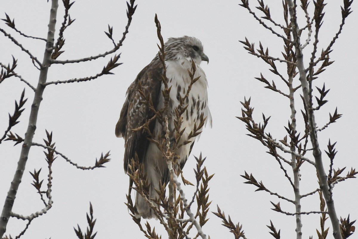 Red-tailed Hawk (Harlan's) - ML394216291