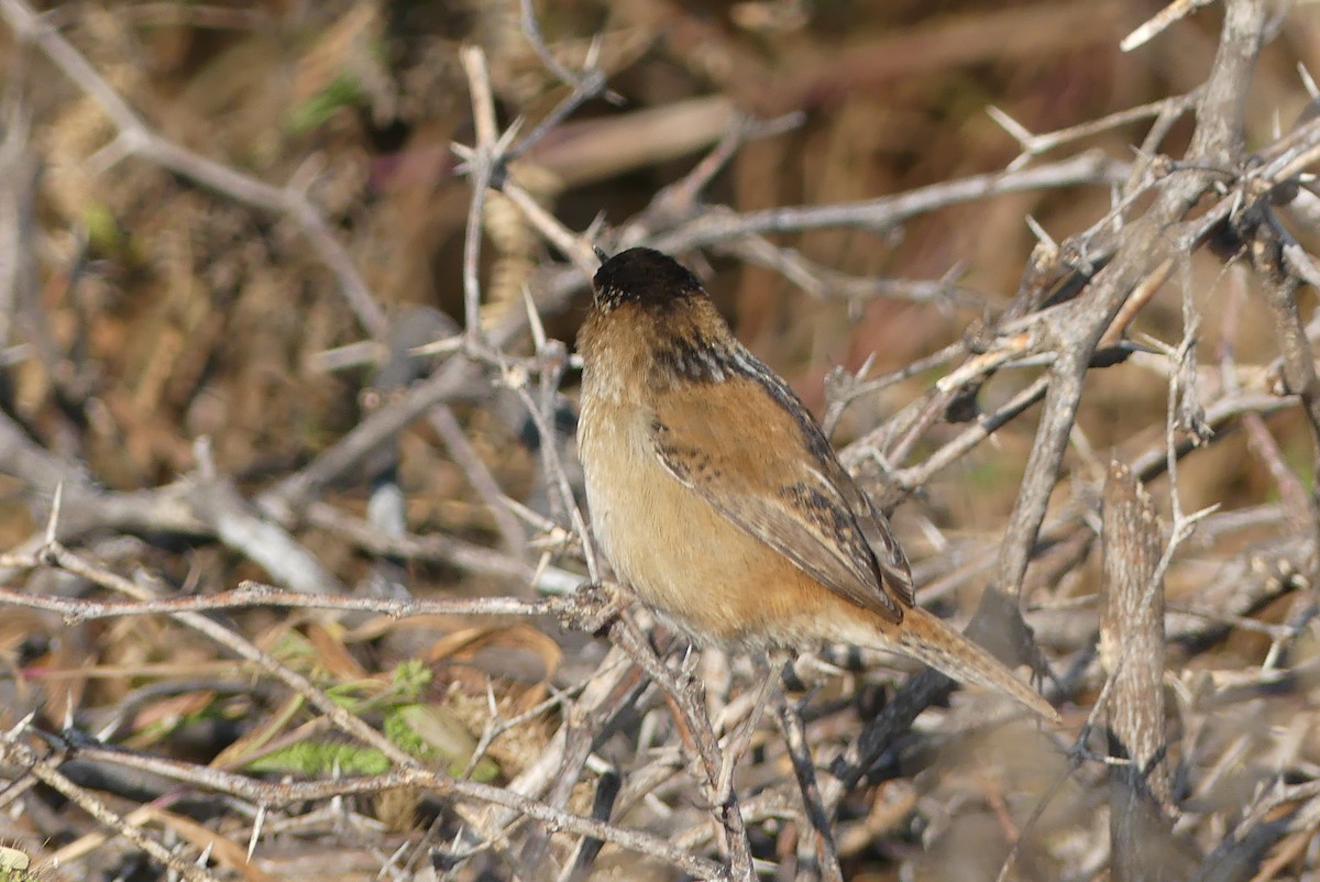 Zingira-txepetxa - ML394216441