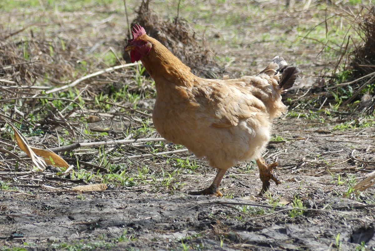 Hegaztia sp. - ML394216761