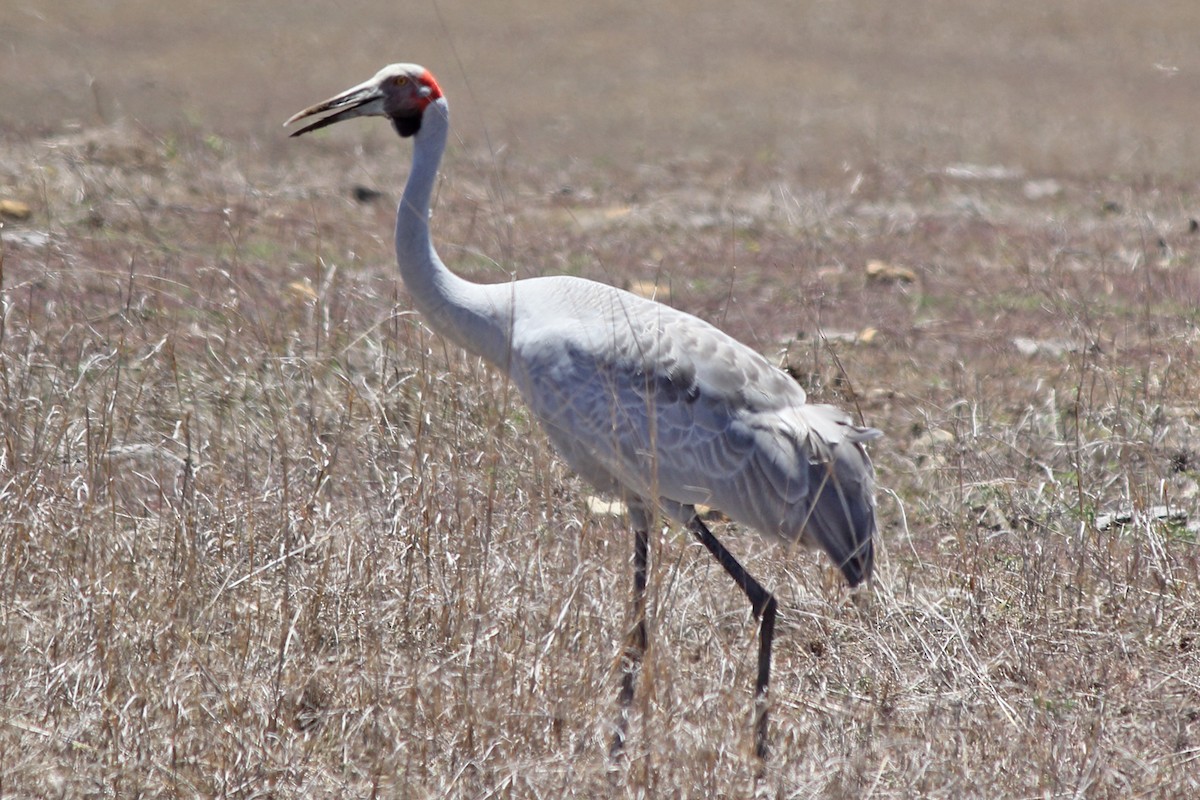 Brolga - ML394216941