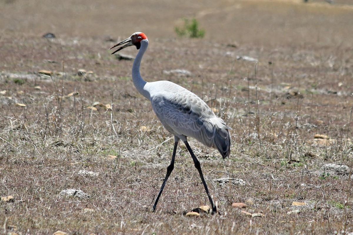 Brolga - ML394216951