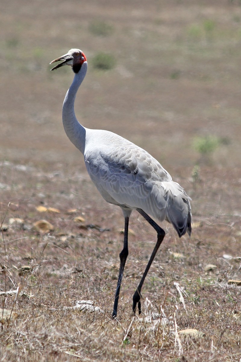 Brolga - ML394216961