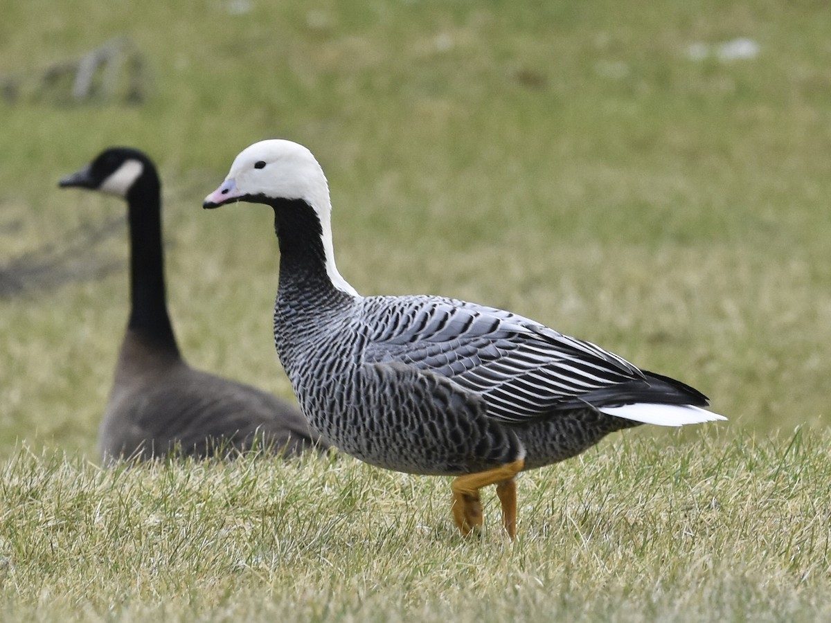 Emperor Goose - Carey Bergman