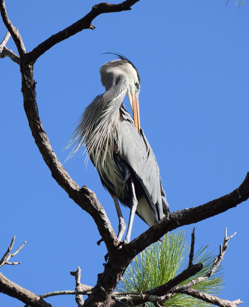 Great Blue Heron - ML394219121