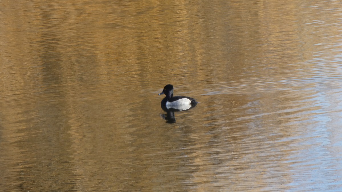 Ring-necked Duck - Claire Miller