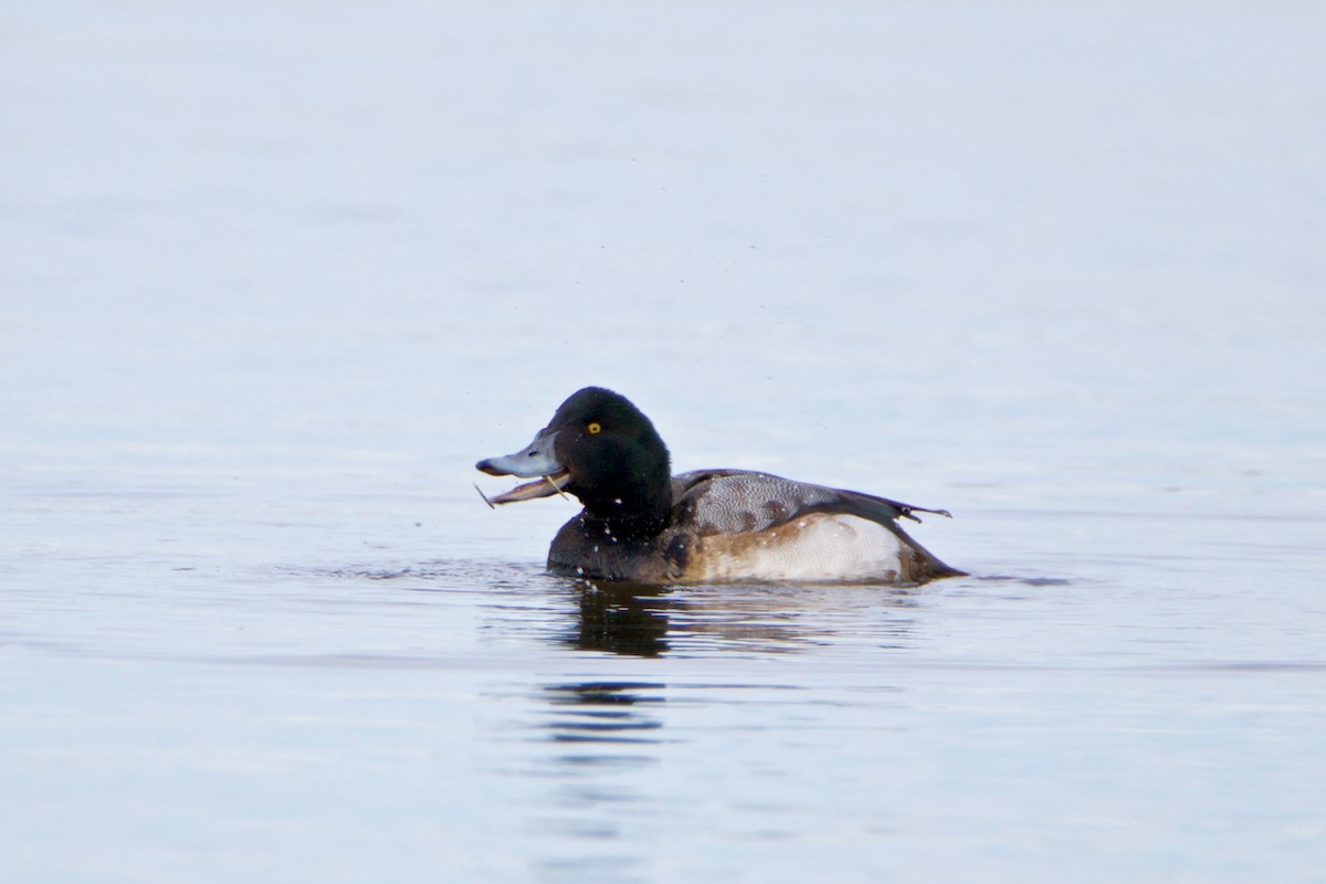 Greater Scaup - ML394223471