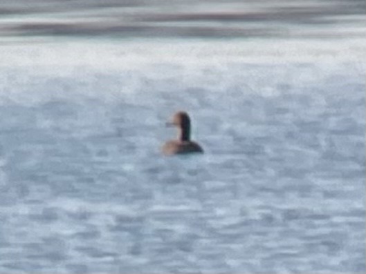 King Eider - ML394223511