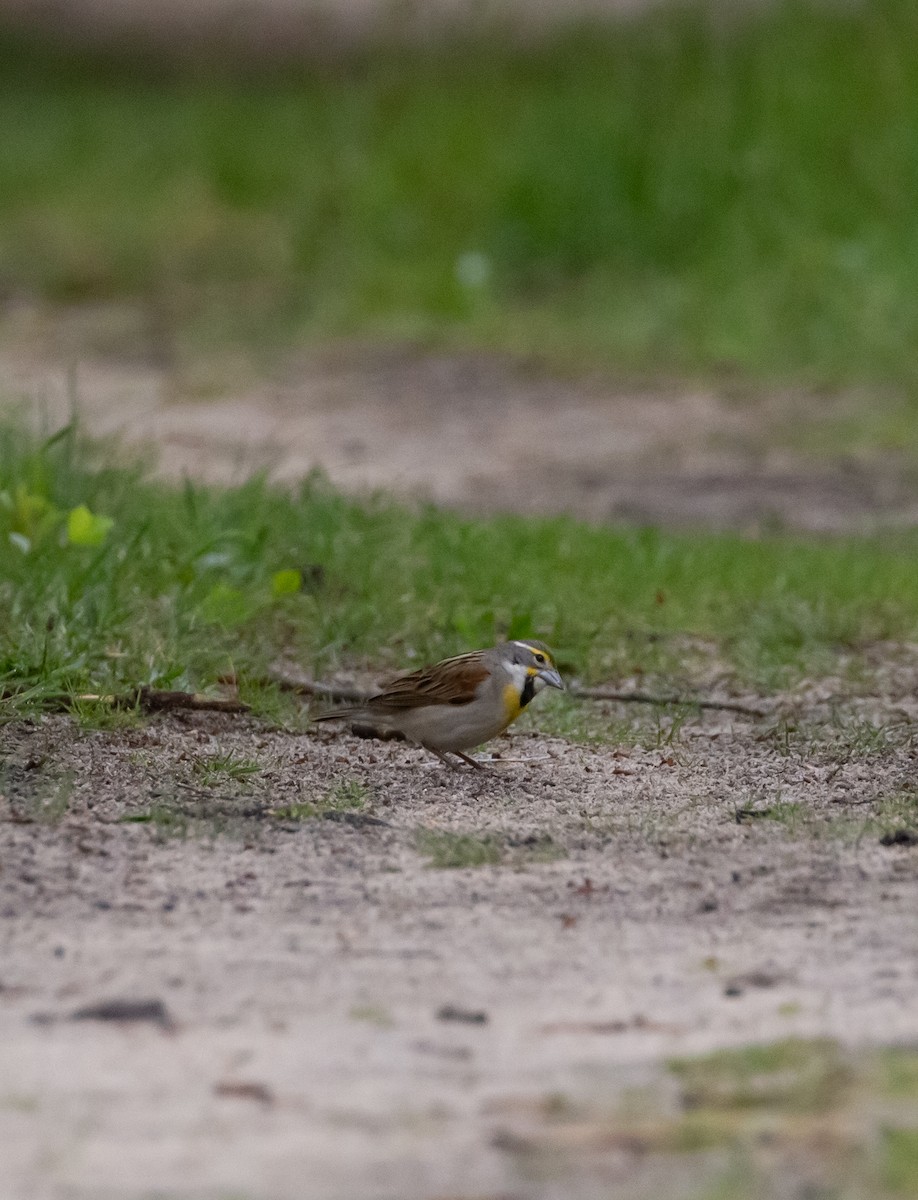 Dickcissel - Paul Mandala