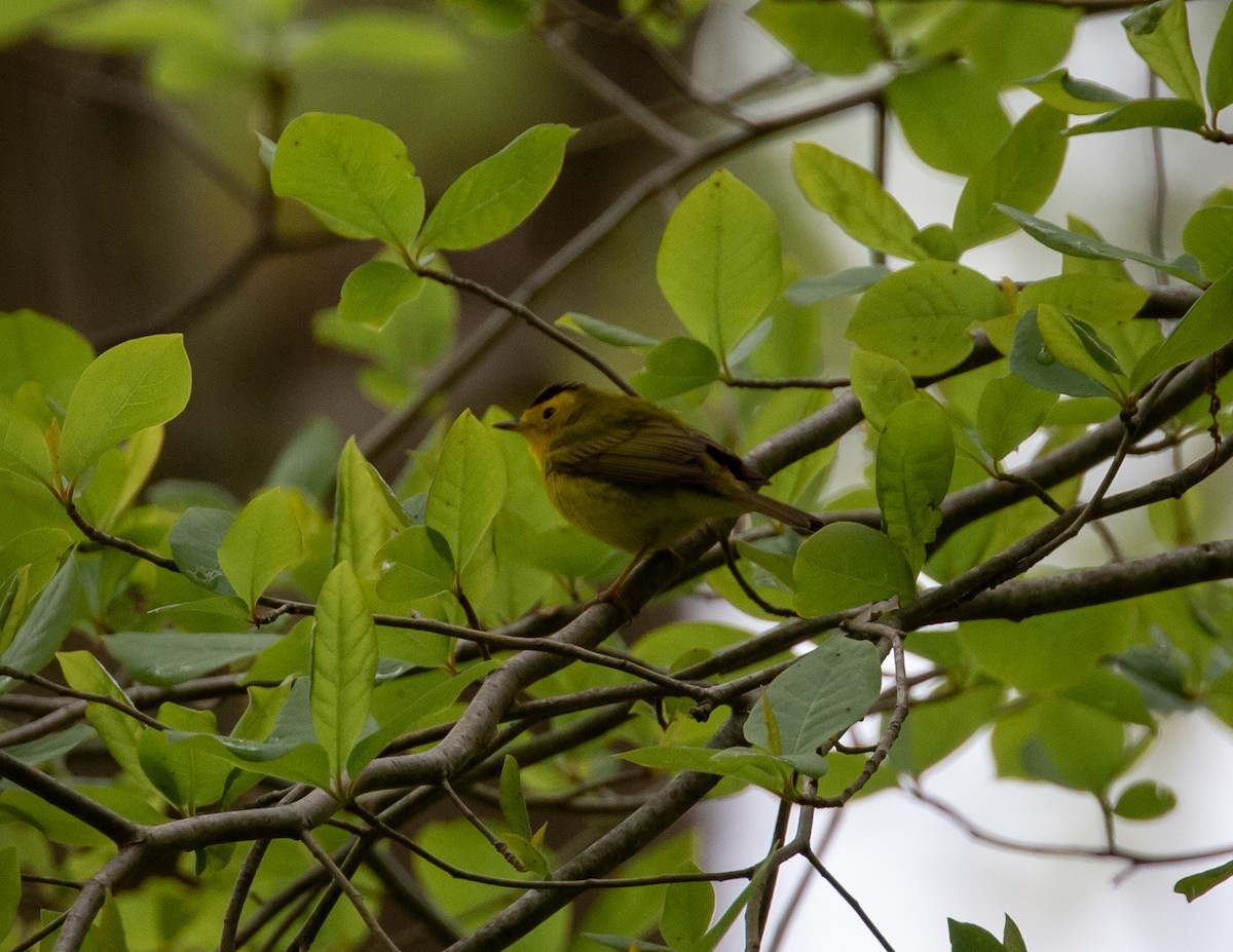 Wilson's Warbler - Paul Mandala