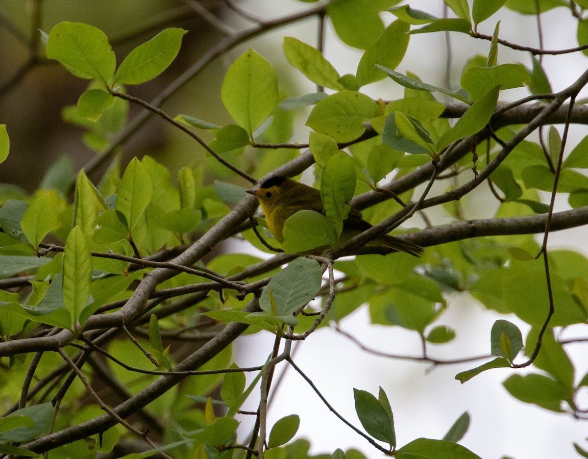 Wilson's Warbler - Paul Mandala