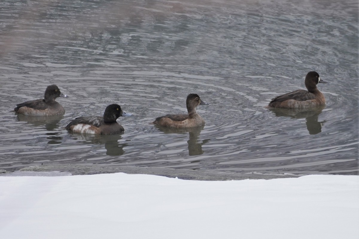 Greater Scaup - ML394225751