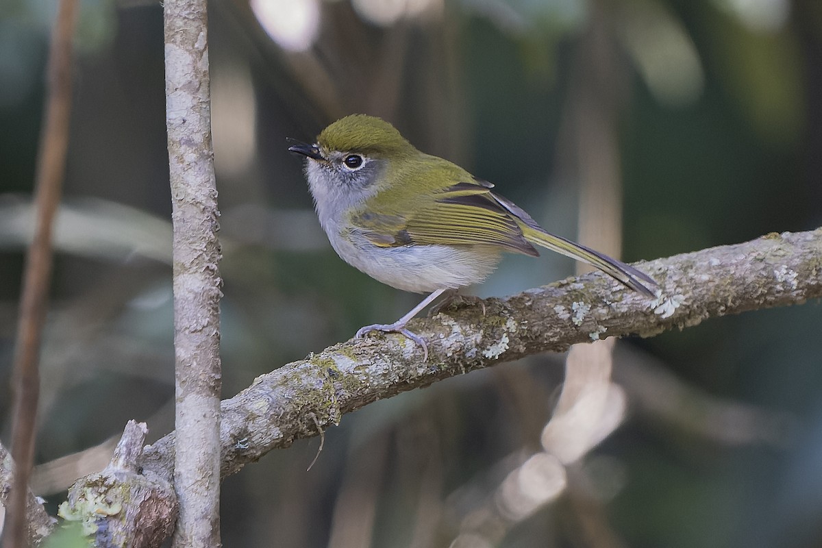 Serra do Mar Bristle-Tyrant - ML394225791