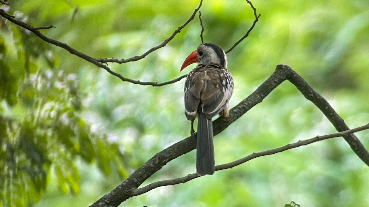 Northern Red-billed Hornbill - Louis Bevier