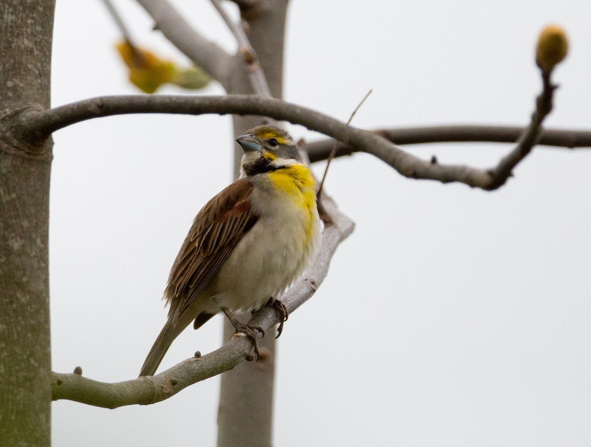 Dickcissel d'Amérique - ML394225941