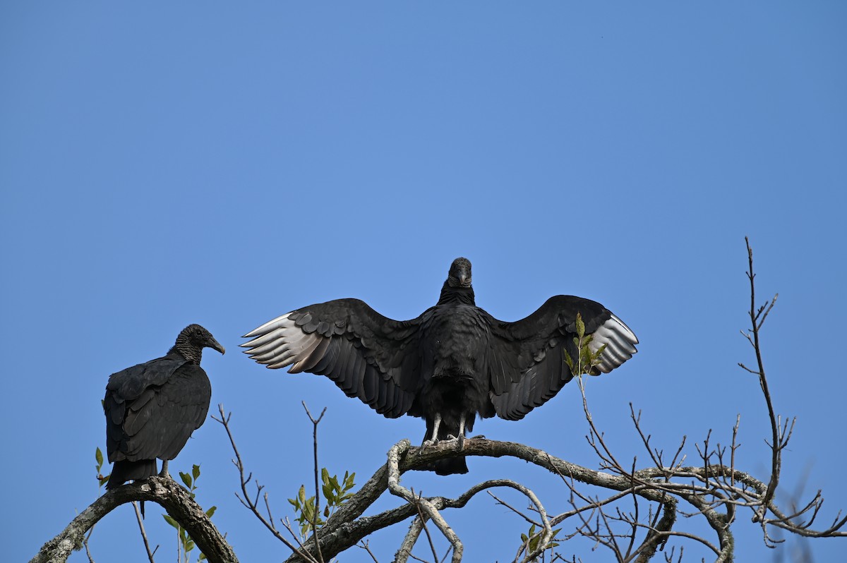 Black Vulture - Michael Orgill