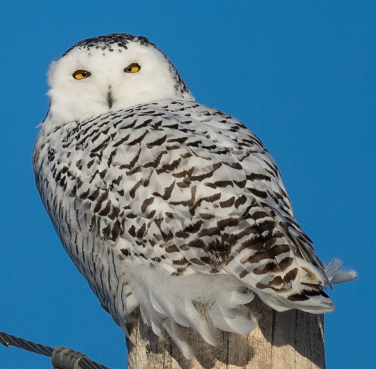 Snowy Owl - Sharon Walker