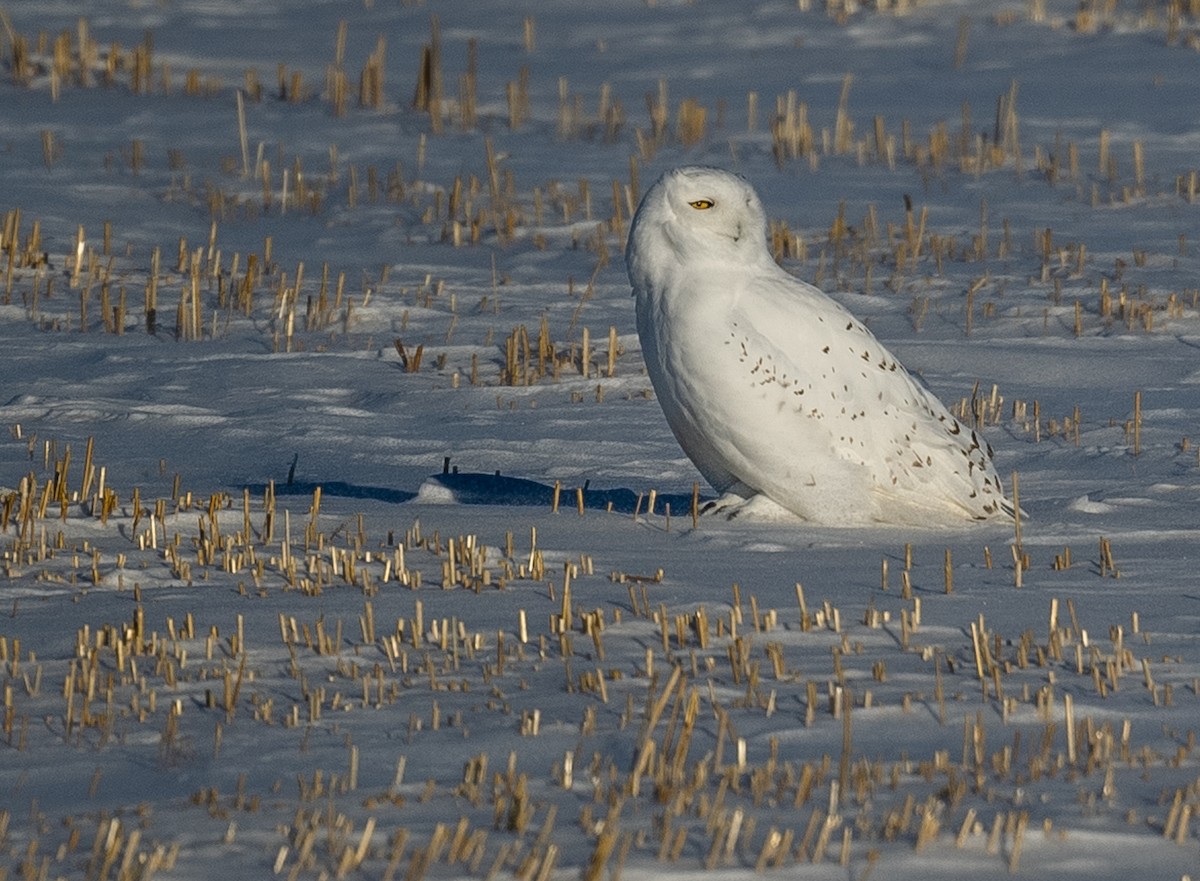 Snowy Owl - Sharon Walker