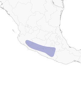 Distribution of the Balsas Screech-Owl - Range Map