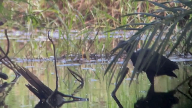 Black Heron - ML394227921