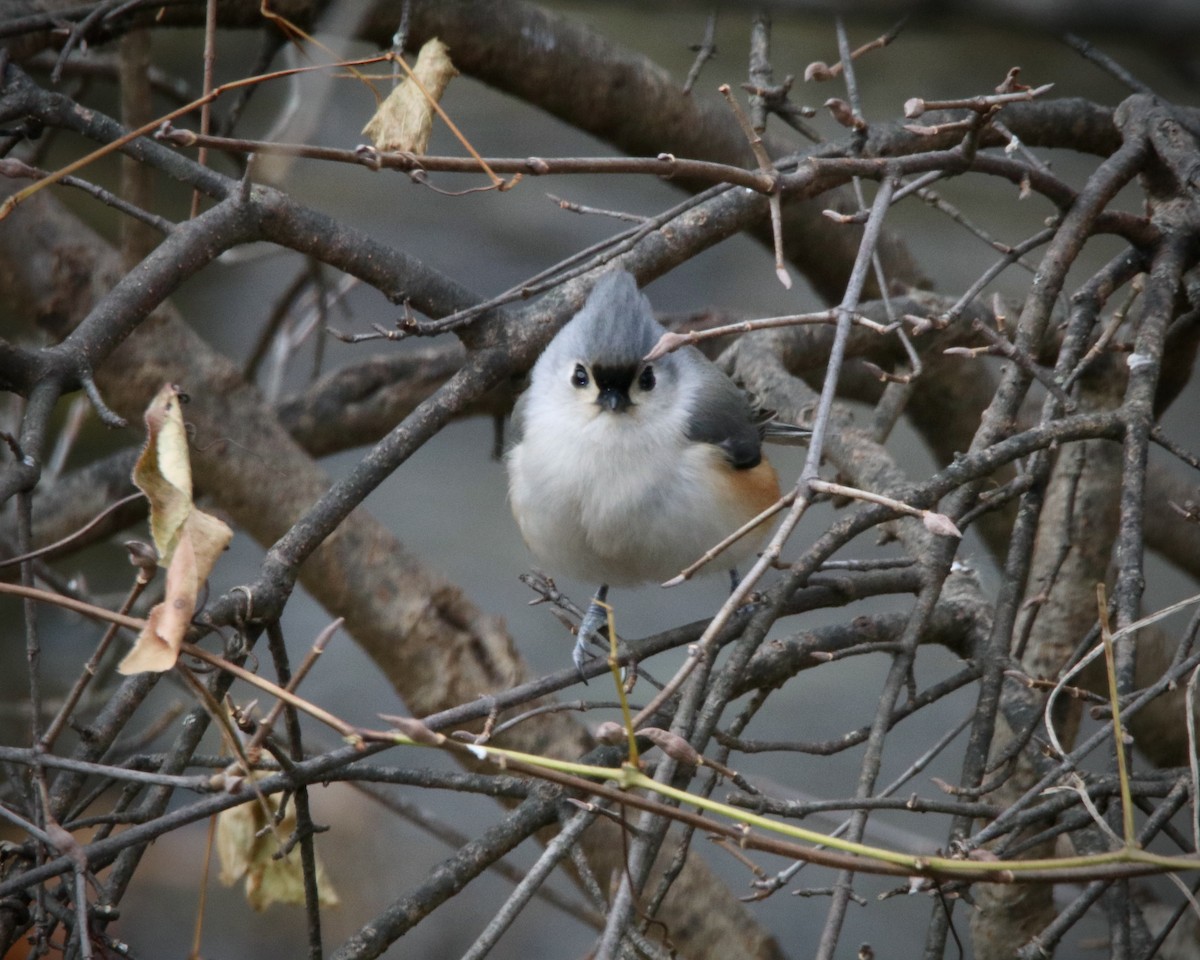 Tufted Titmouse - Rick&Peggy Price